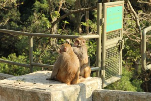 Lazy monkeys